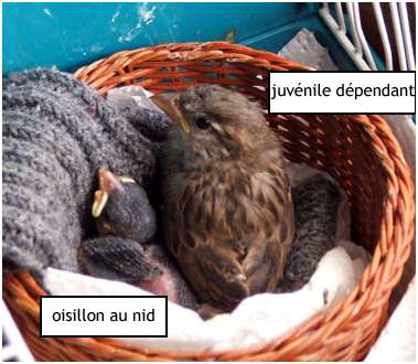 Comparaison entre un oisillon au nid et un juvénile dépendant, mais ayant quitté le nid