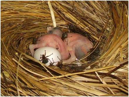 Martinets noirs âgés de deux jours dans le nid