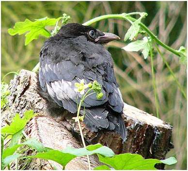 Corneille noire juvénile ayant quitté le nid, mais dépendant encore du nourrissage