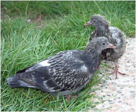 Jeunes pigeons biset