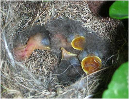 Jeunes bergeronnettes grises dans le nid