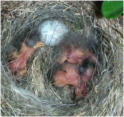Jeunes bergeronnettes grises dans le nid