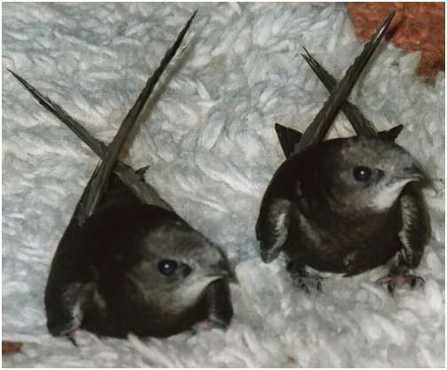 Jeunes martinets noirs, juste avant leur envol pour une vie en liberté. Ils pèsent 48 et 51 grammes respectivement