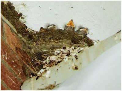 Hirondelles rustiques dans leur nid