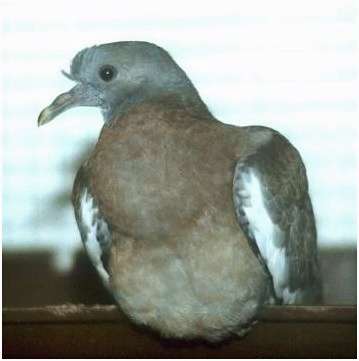 Jeune pigeon ramier