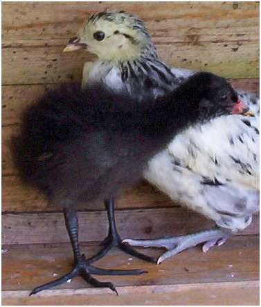 Jeune gallinule poule-d'eau avec une poule domestique