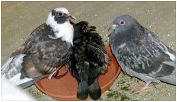 Des pigeons qui se baignent
