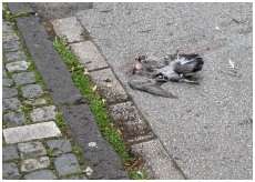 Pigeon biset écrasé par une voiture